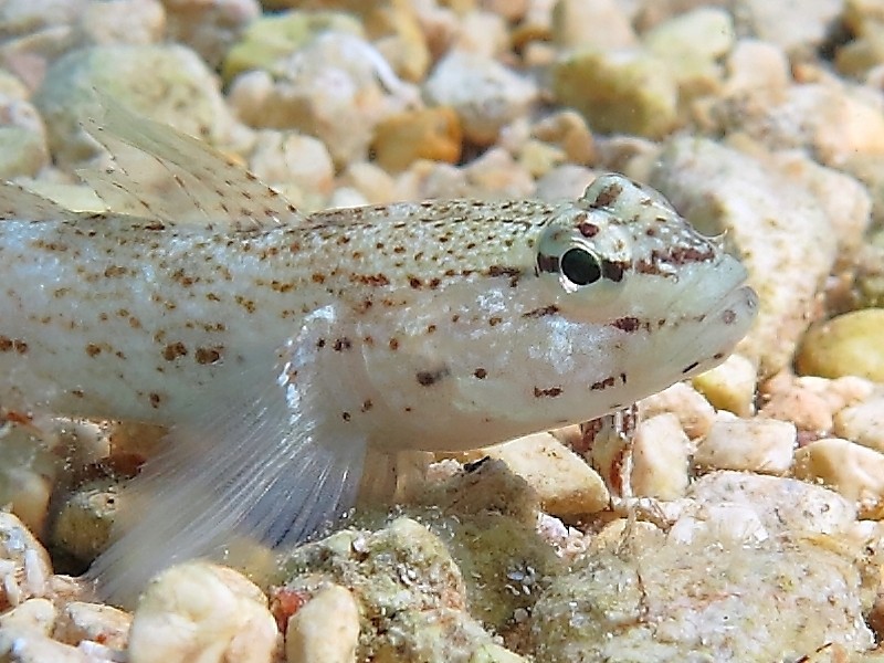 Gobius incognitus (M. Kovacic and R. anda, 2016) vs. Gobius bucchichi (Steindachner,1870)